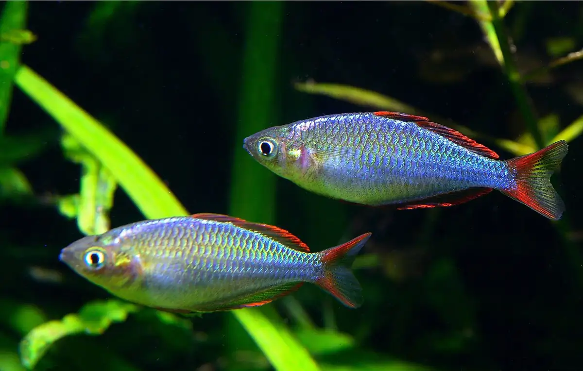 Praecox Rainbow